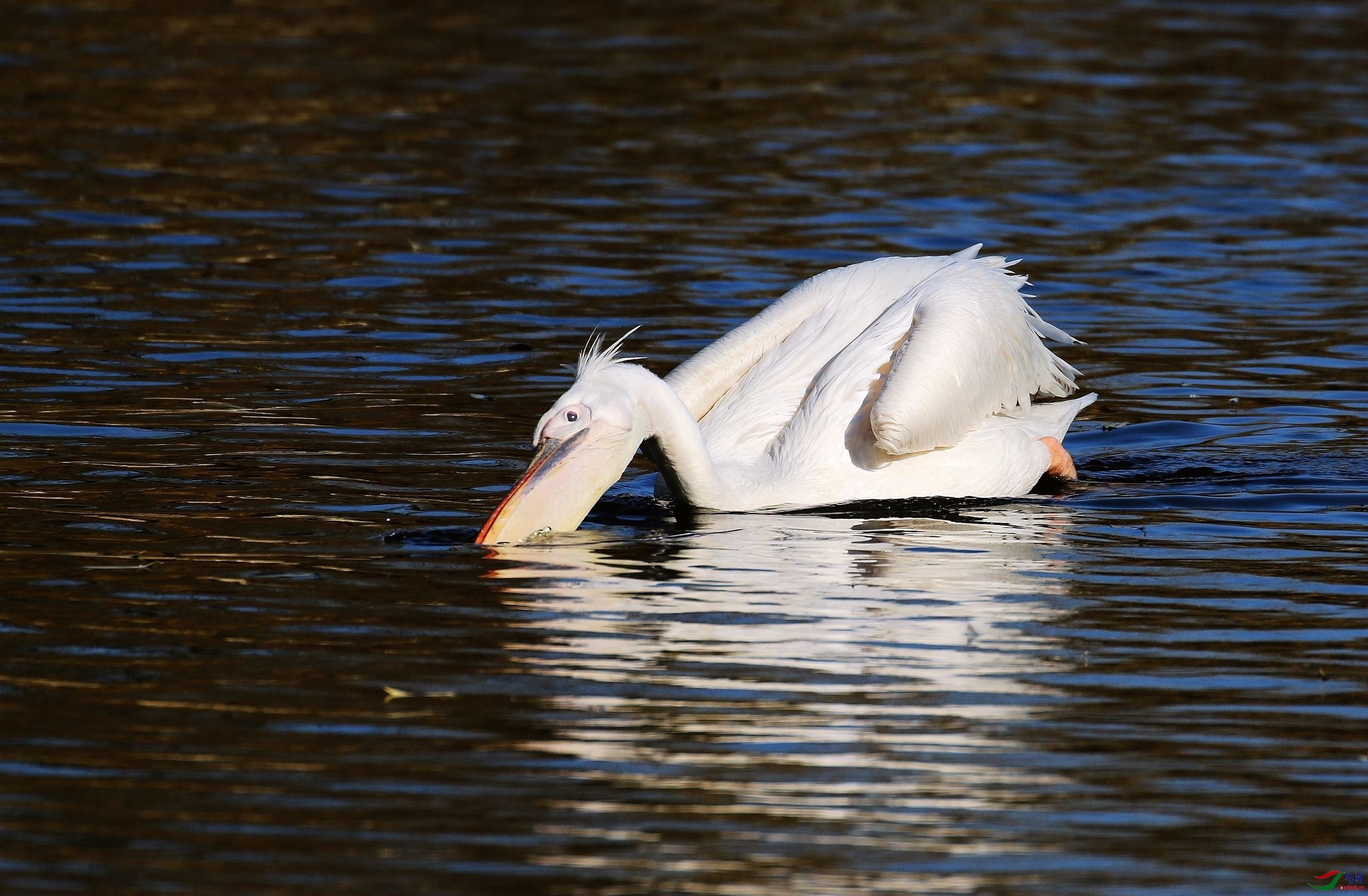一束阳光照鸟身