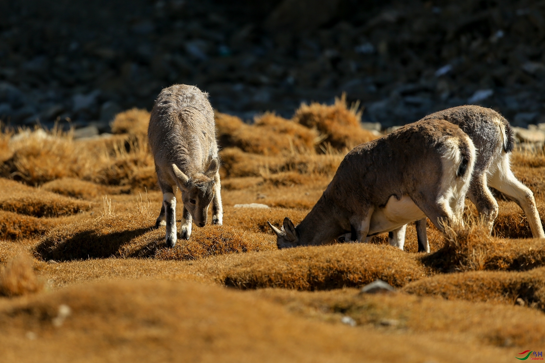 藏岩羊贺获动物精华
