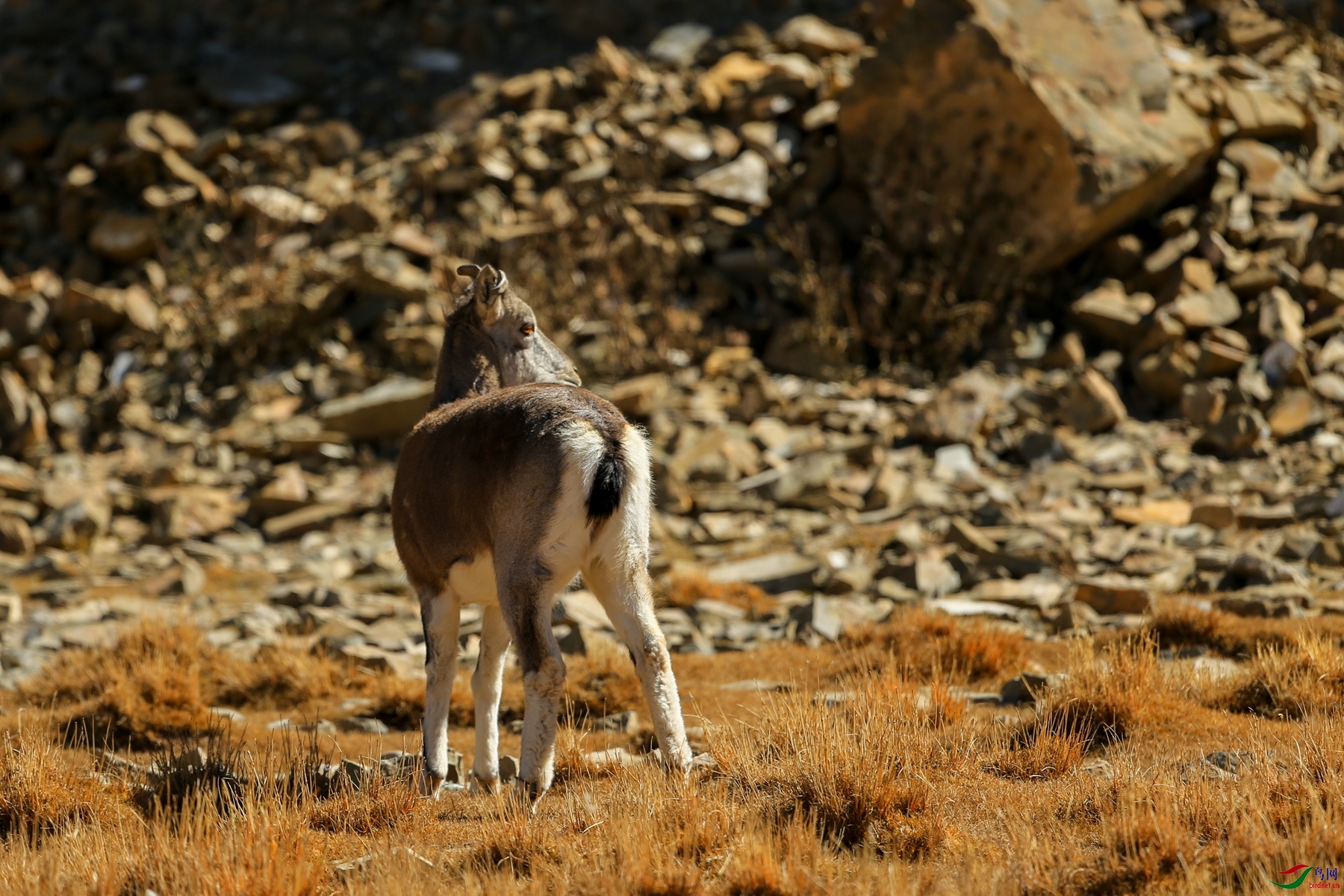 藏岩羊贺获动物精华