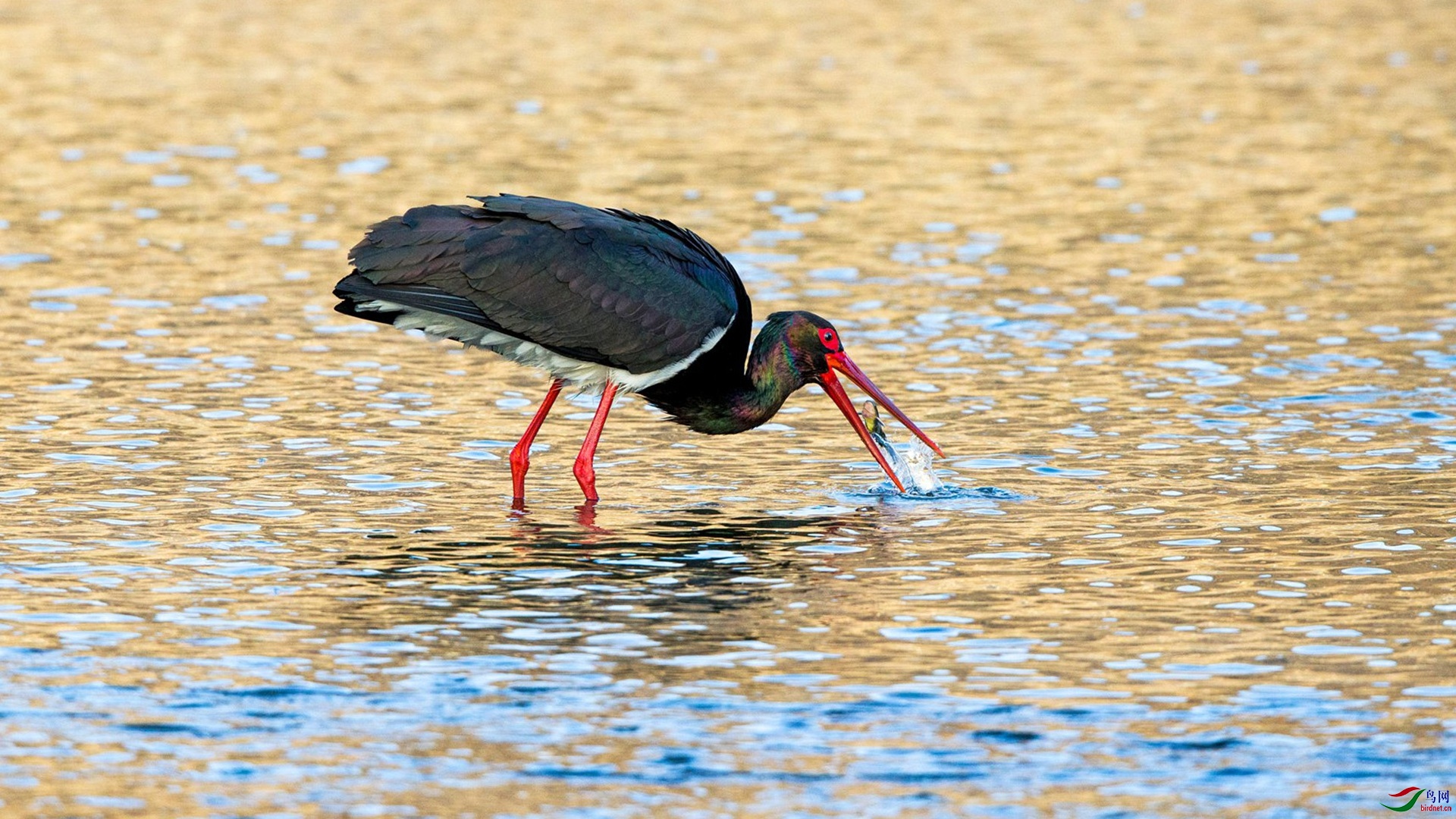 BW4Q7103 - ���� - ����.jpg