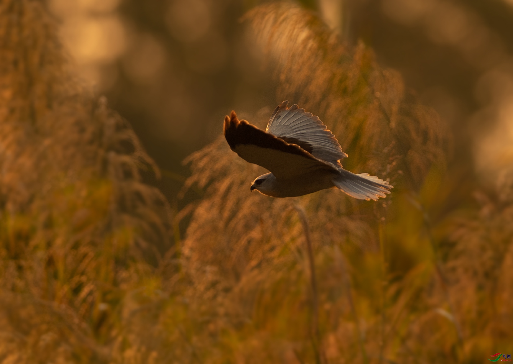 _Z7A248813.jpg