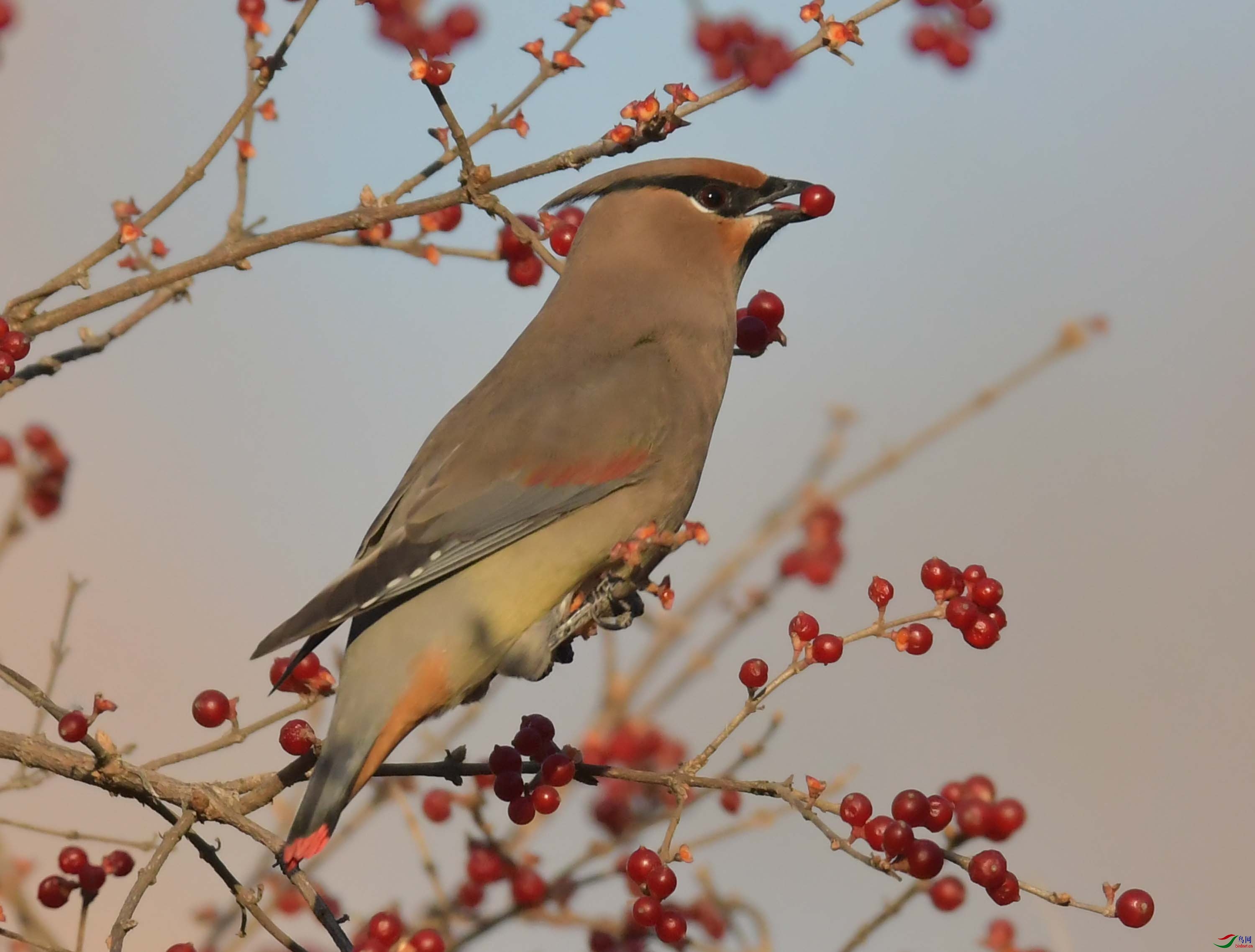 太平鸟吃红果摄于北京