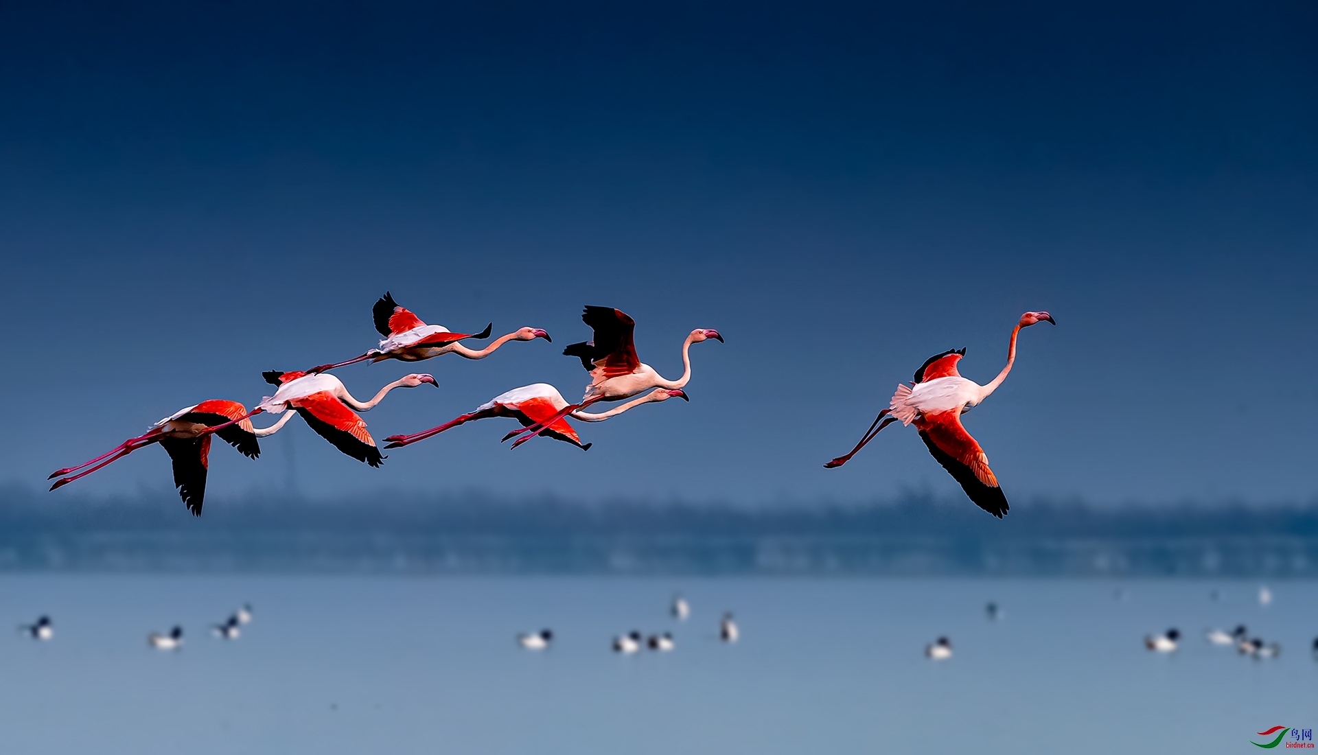 飞姿——火烈鸟