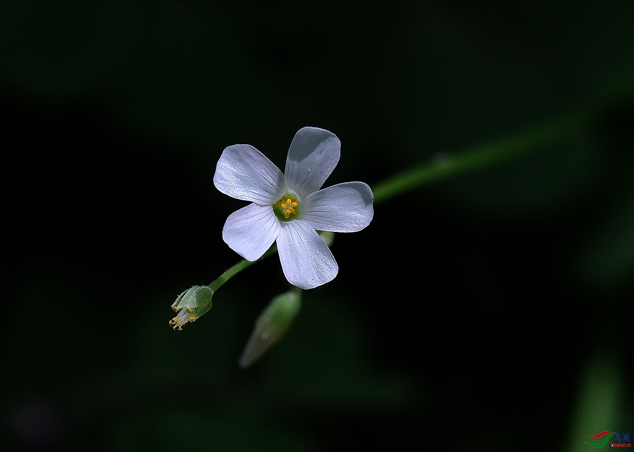 白花酢浆草(三叶草水晶萝卜多少钱一斤)