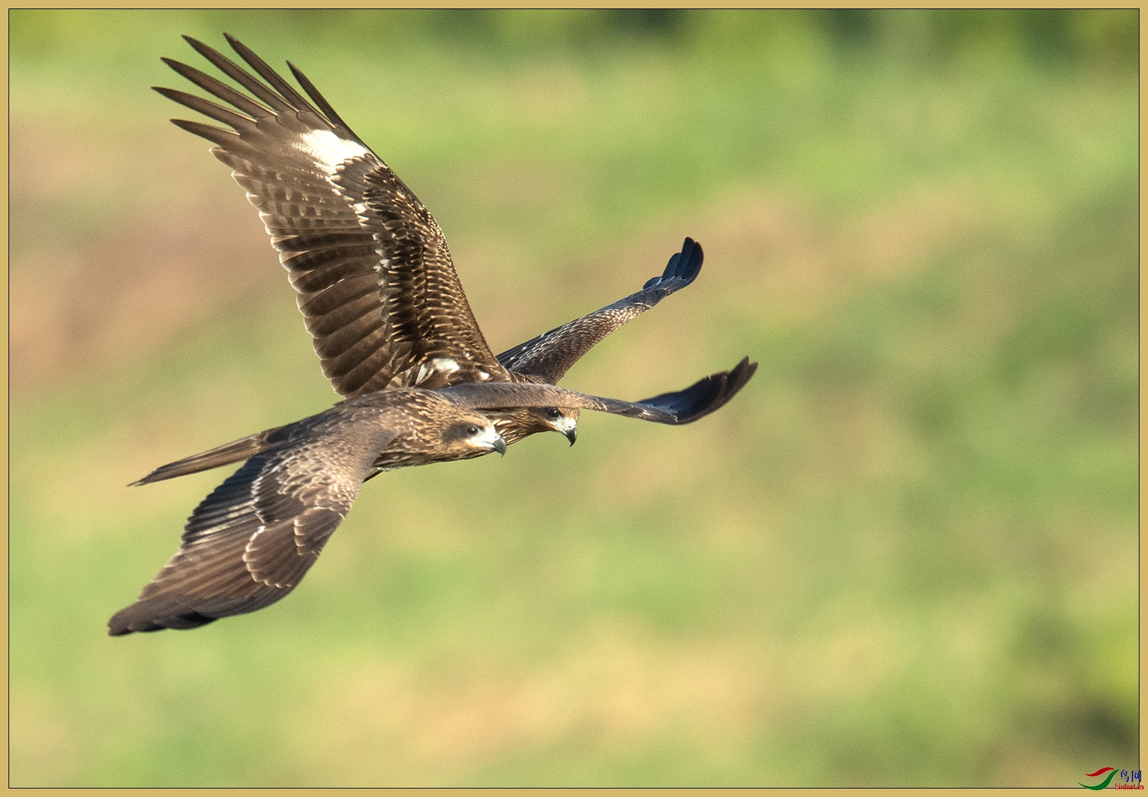 DSC_5196-1.jpg