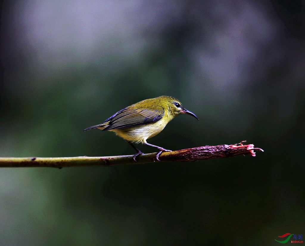 ��β̫����(��)