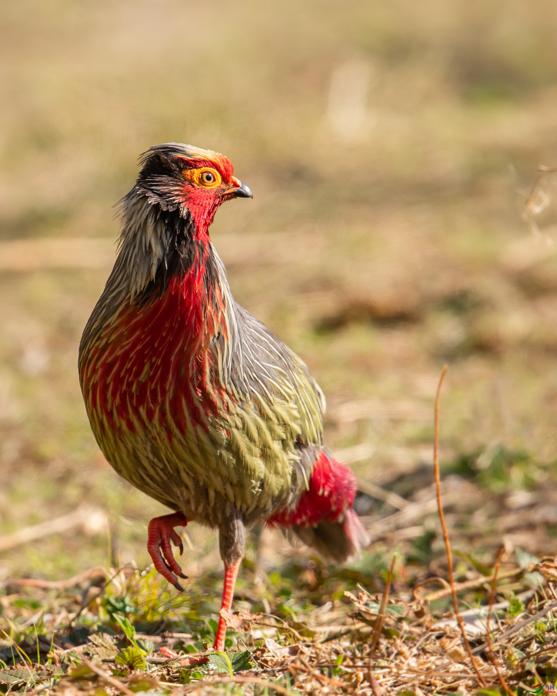 DSC_1213С.jpg