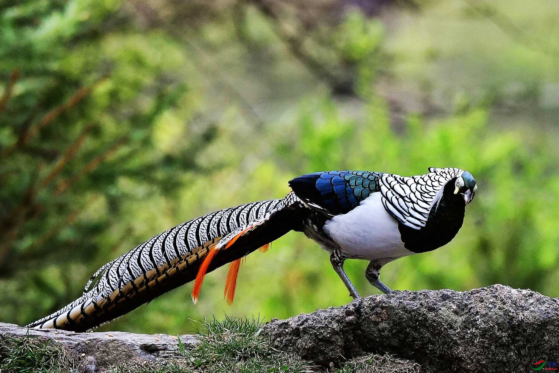 白腹锦鸡