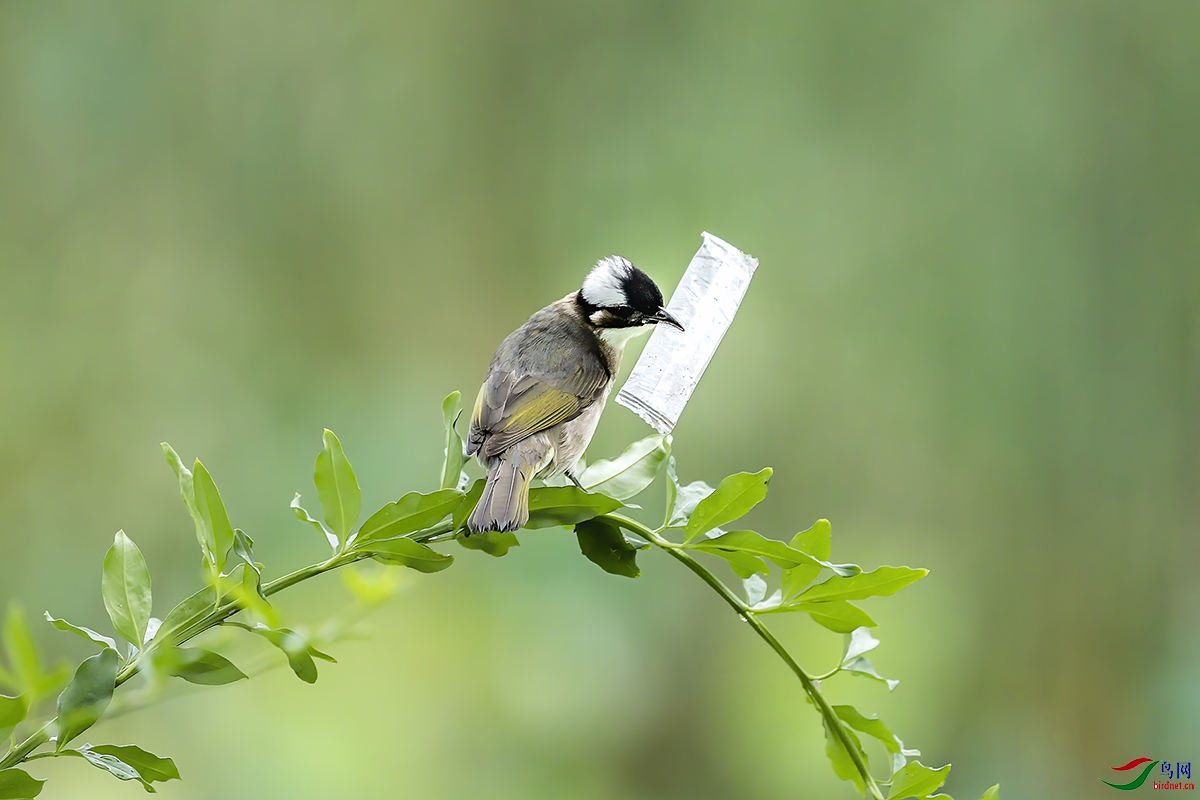 ʰ���ɫ����