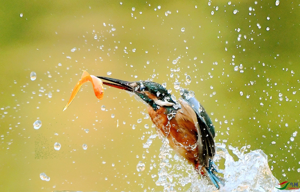 ץ������