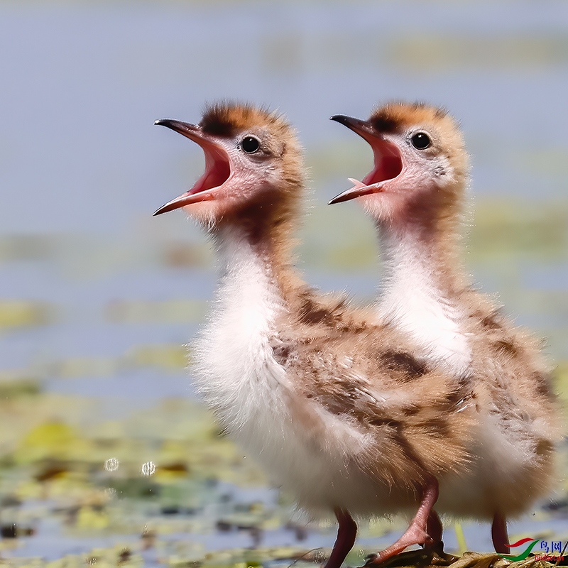 �븡ŷͯ�����س�