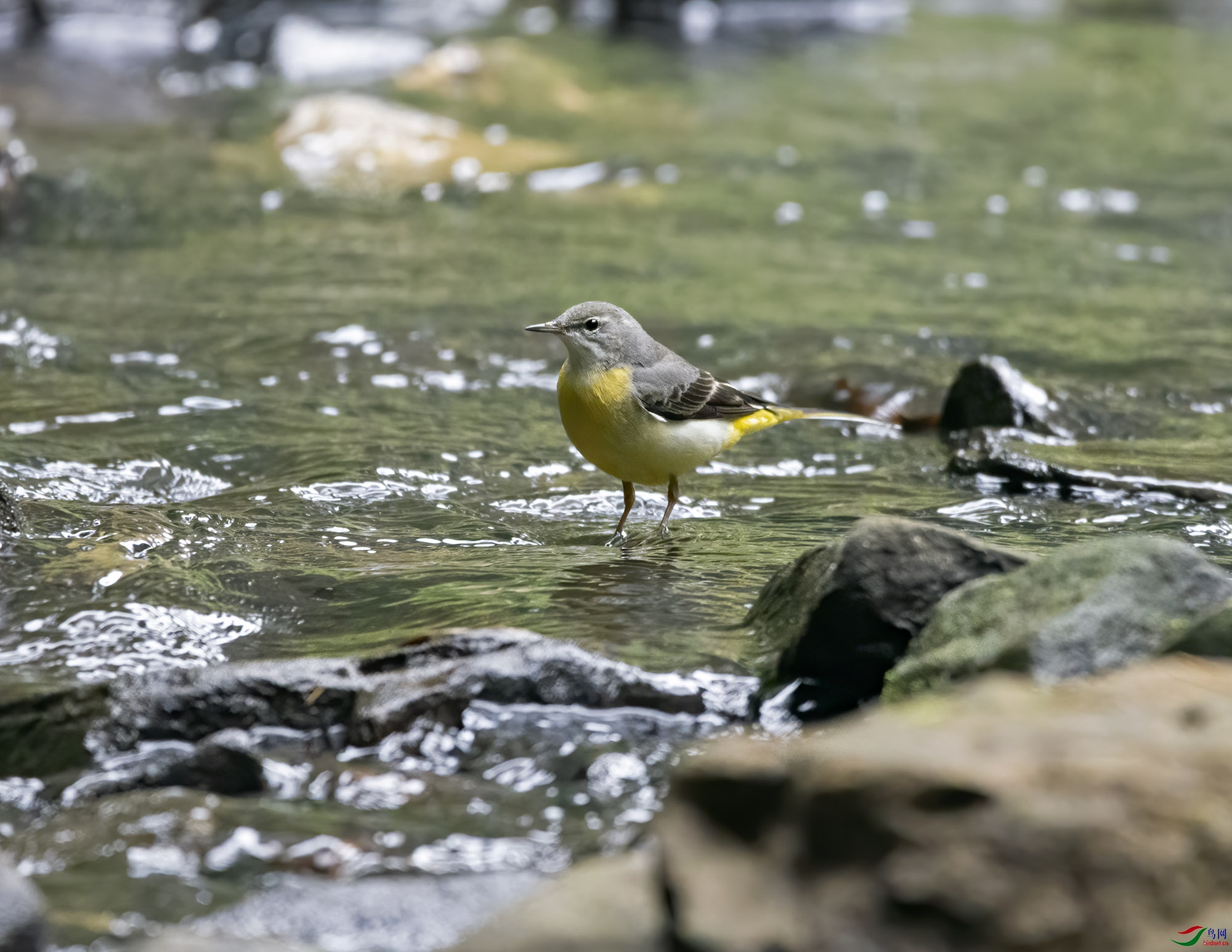 DSC_7233.jpg