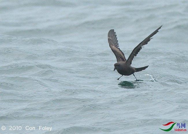 petrelswinhoesstormn35_4322.jpg