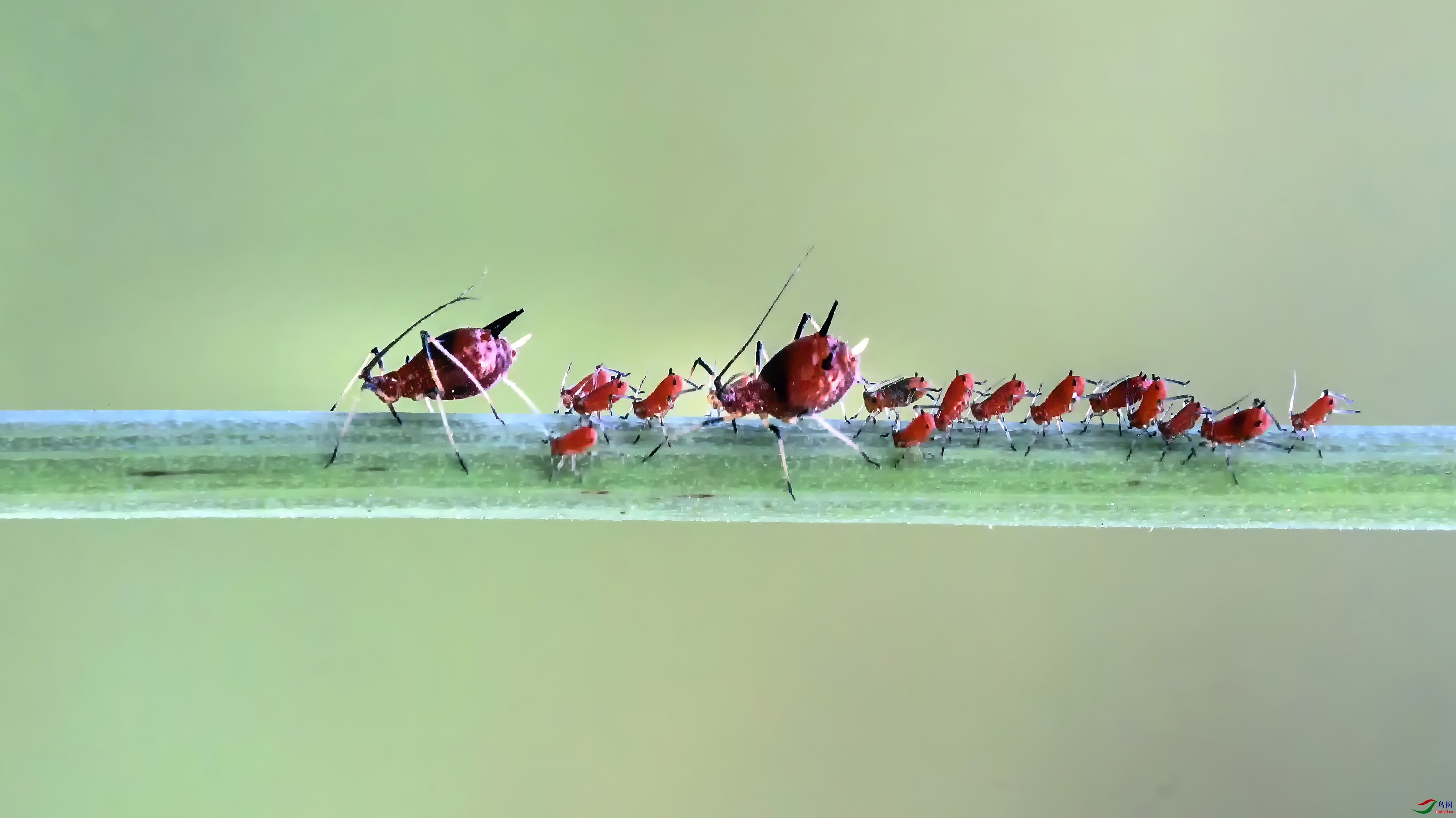 ����һ�����