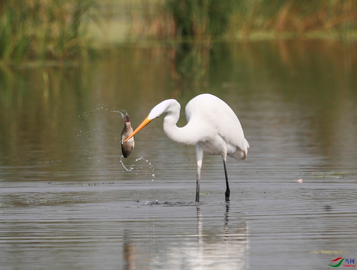 白鹭捕鱼