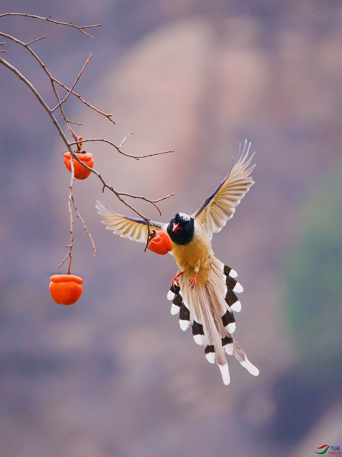 IMG_8033-3..jpg