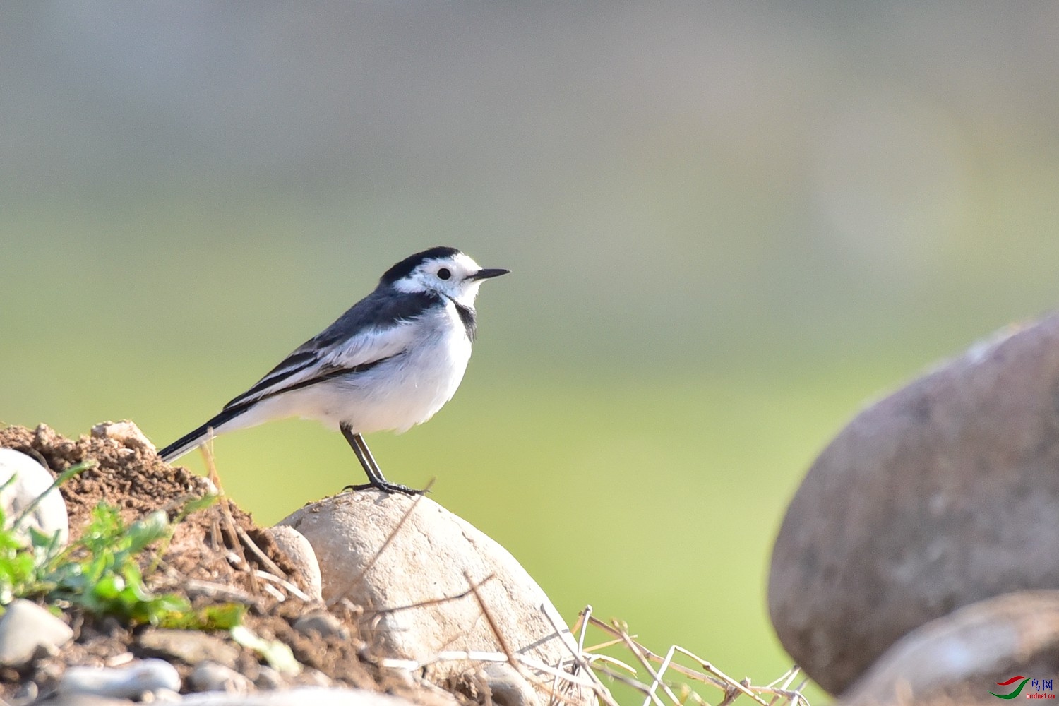 黑背白鹡鸰