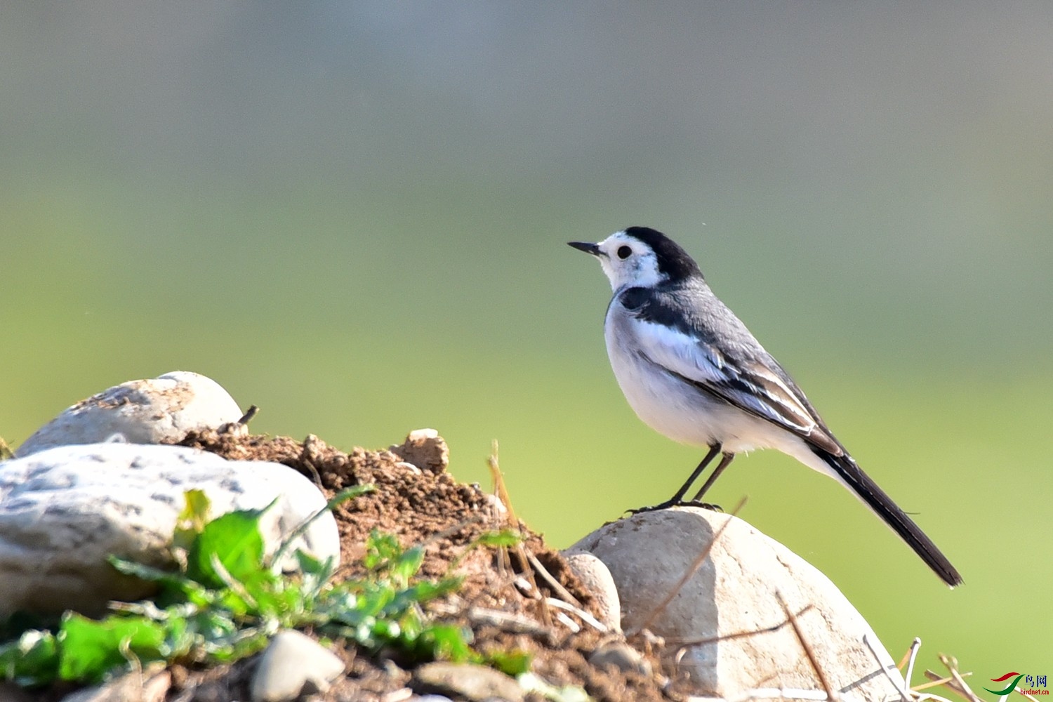 黑背白鹡 