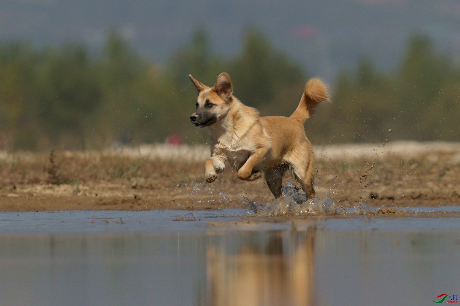 DJ4W0489��ƹ����ź쾱����.jpg