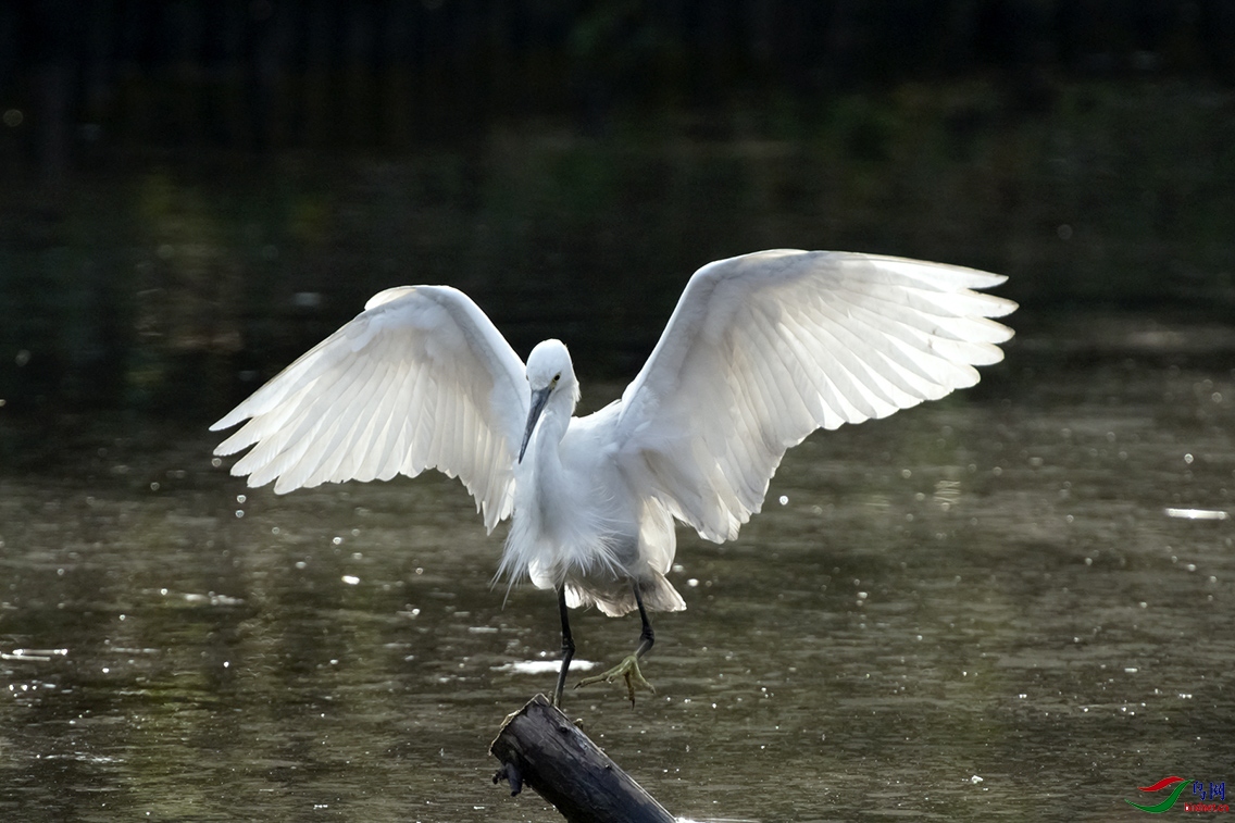 DSC_0003a.jpg