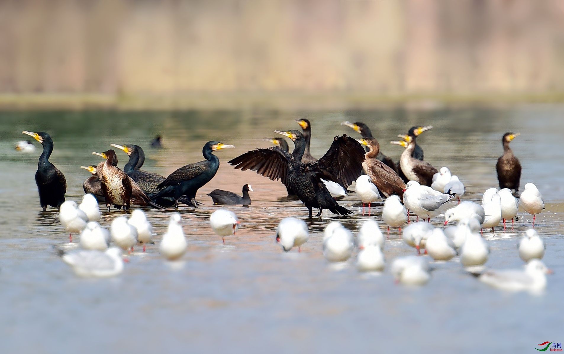 DSC_8729_conew1.jpg