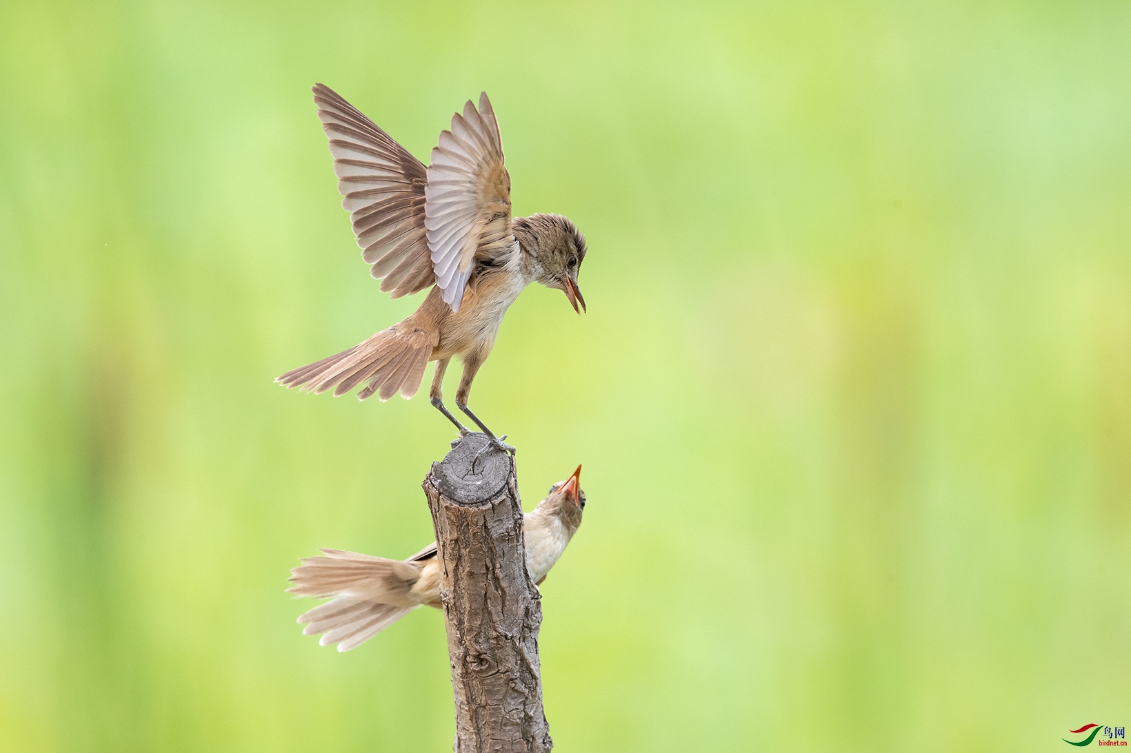 一对大苇莺