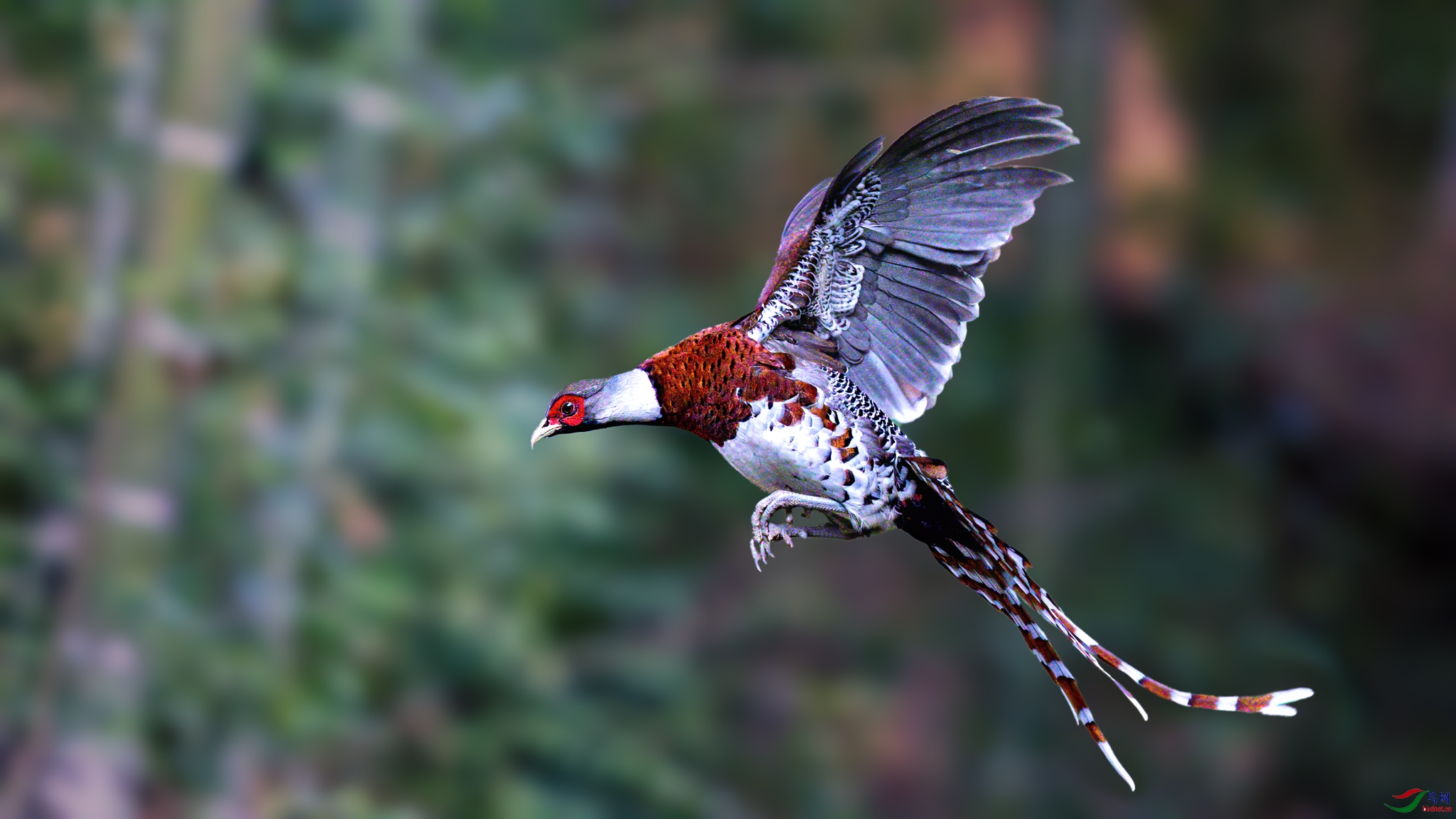 林鸟白颈长尾雉祝贺老师佳作荣获vip综合精华