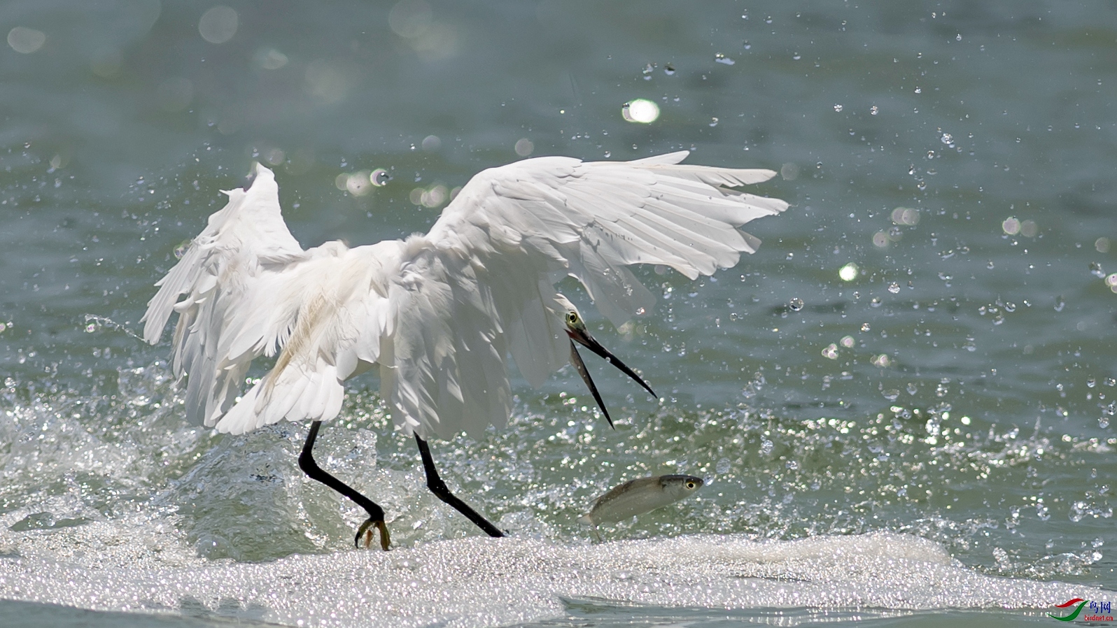 DSC_2529-1.jpg