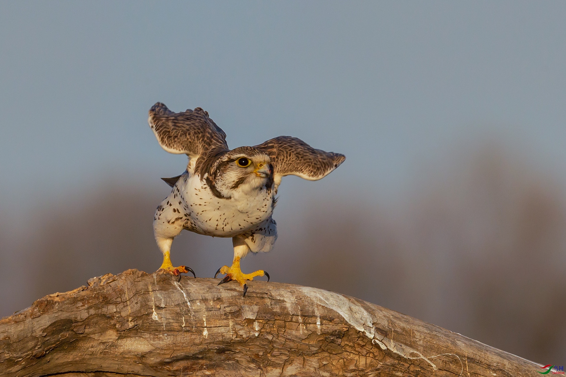 猎隼(贺获鸟类精华)(贺获本版佳作)