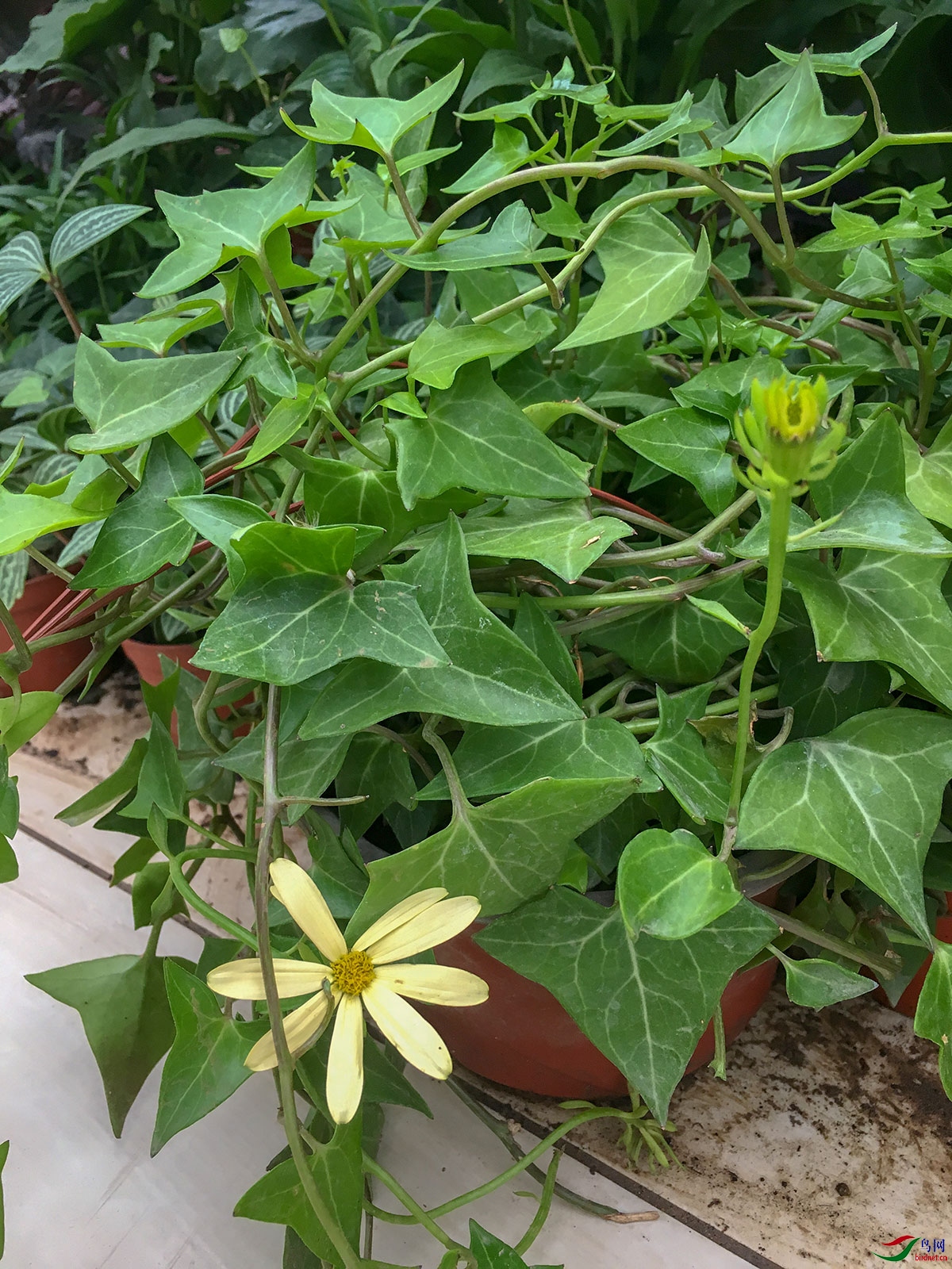 绿玉菊