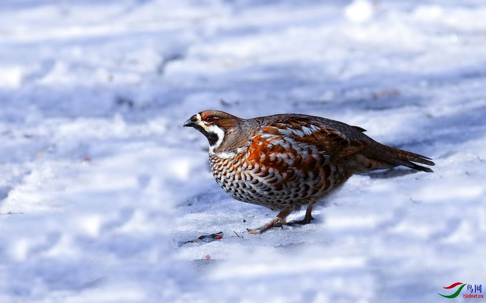 雪地榛鸡