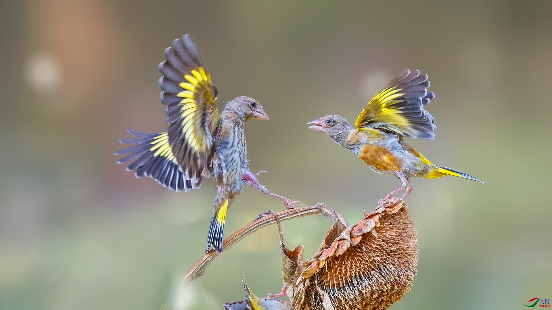 DSC_4542A.jpg