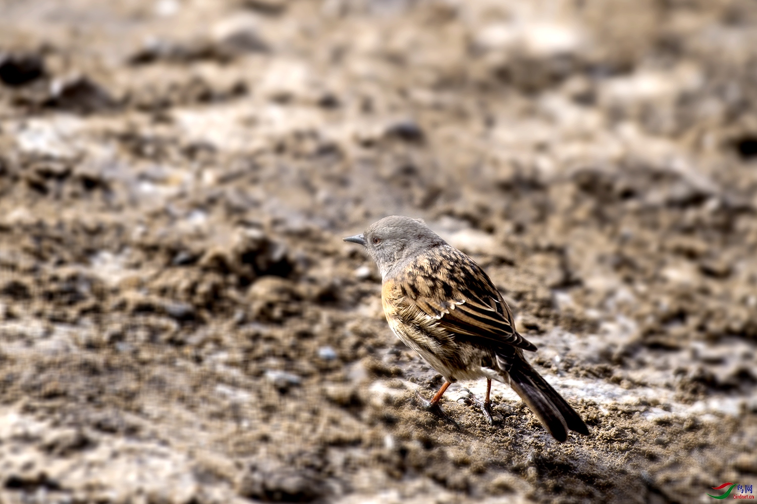 DSC_33691.jpg