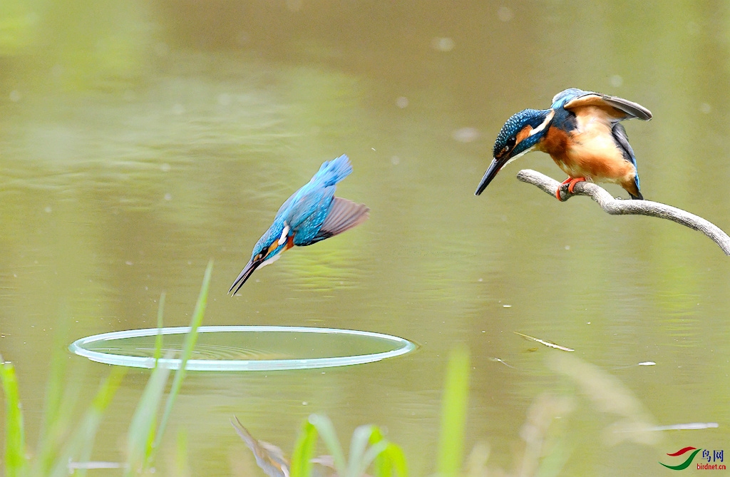 Ȧ������