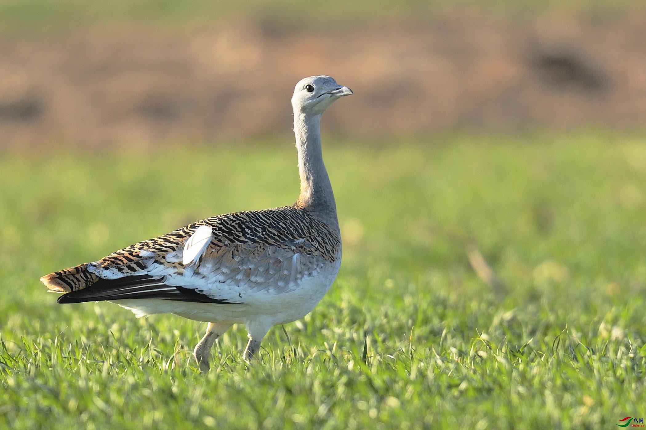 草原之鸟——大鸨