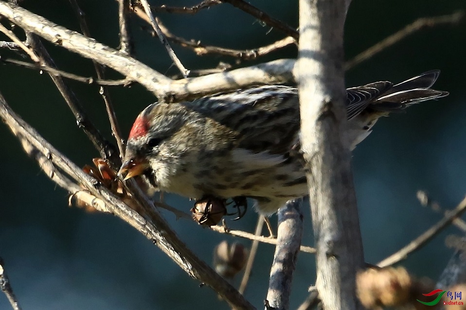 圆明园观白腰朱顶雀朱点