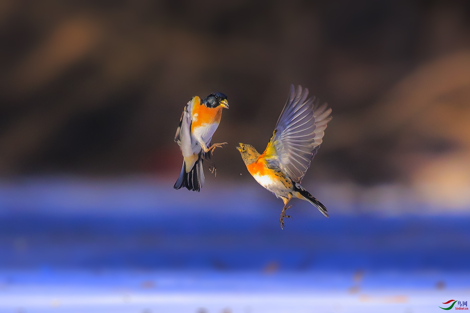 鳳求凰