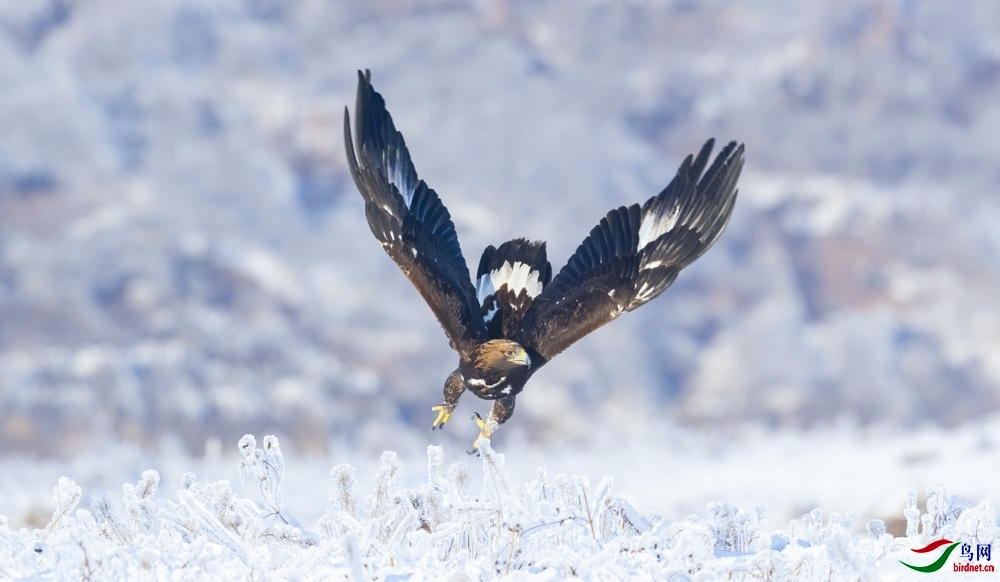 墨羽过客老师作品----冰挂上起飞的金雕 荣获2020年12月4日 本版佳作!