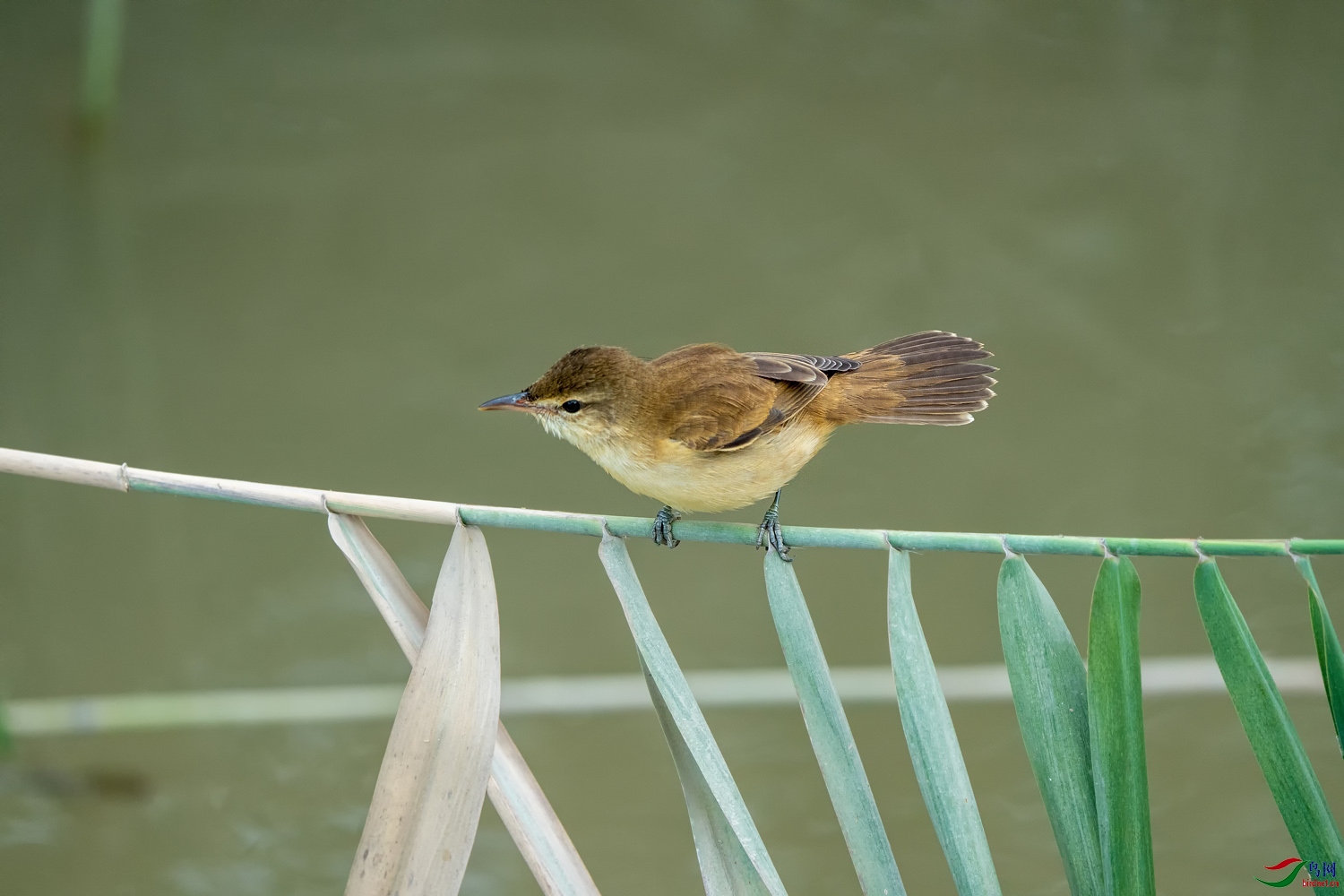 DZ_09664a.jpg
