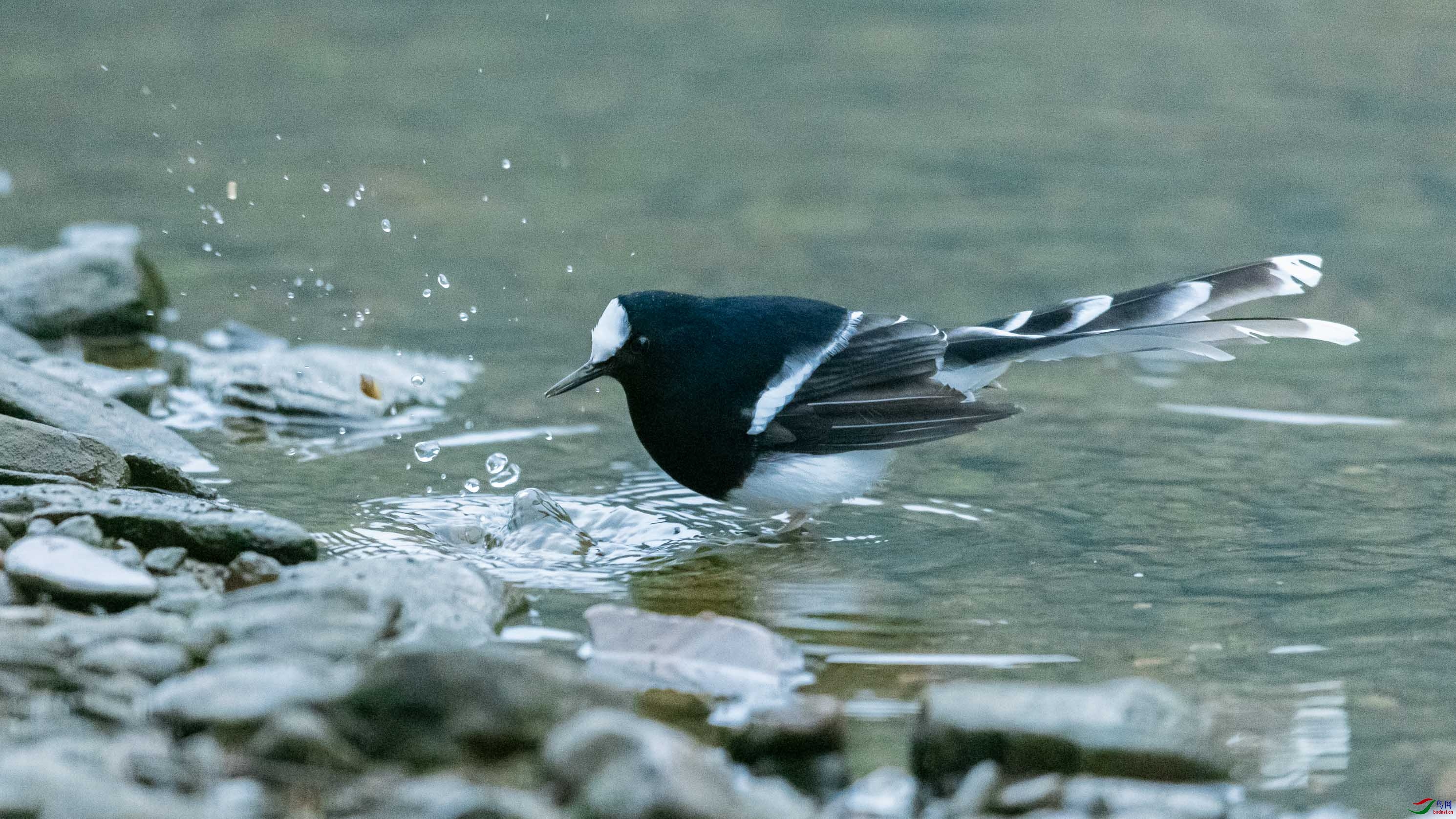 DSC_2797.jpg