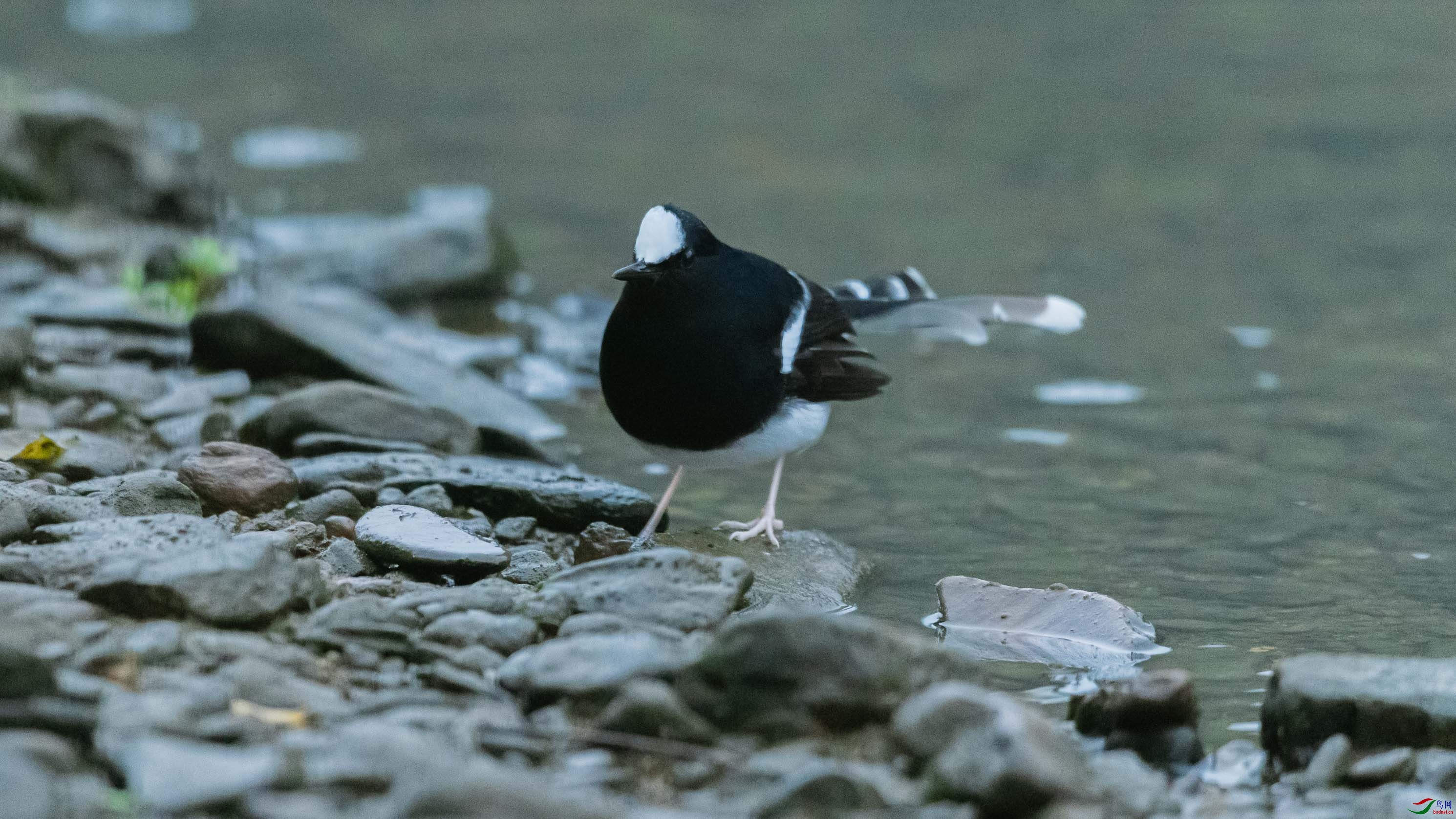 DSC_2799.jpg
