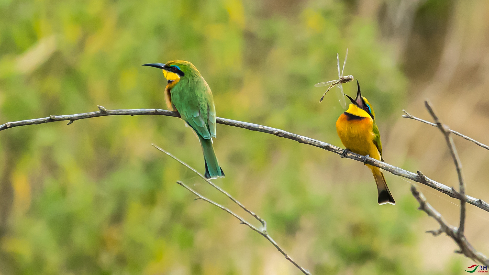 早起鸟儿有食吃