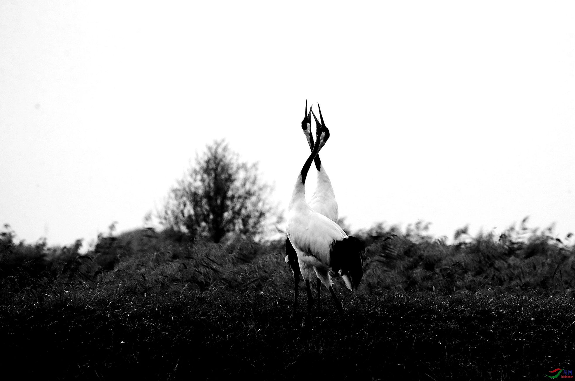 丹顶鹤黑白片,,.jpg
