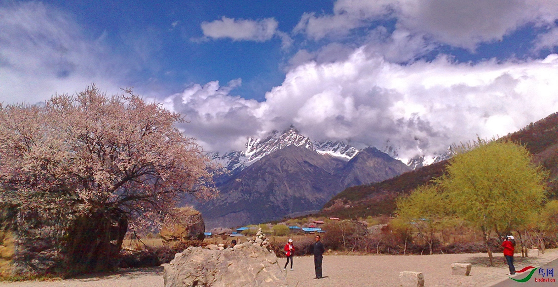 ��³�ز���Ͽ�ȵ��һ�ʢ��ʱ��