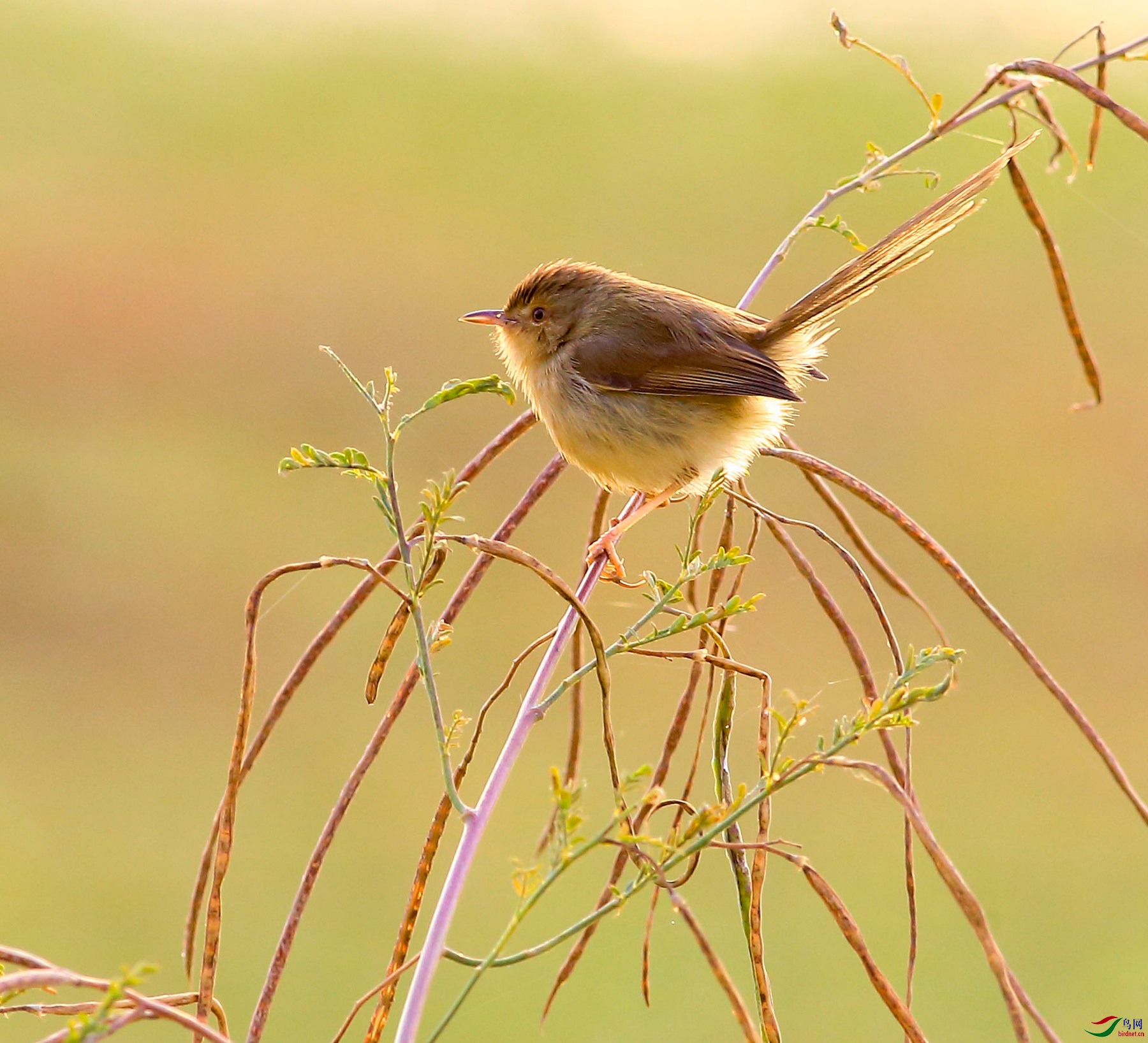 黄腹山鹪莺祝贺荣获本版佳作