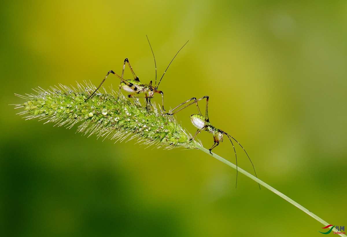 螽斯贺获首页精华