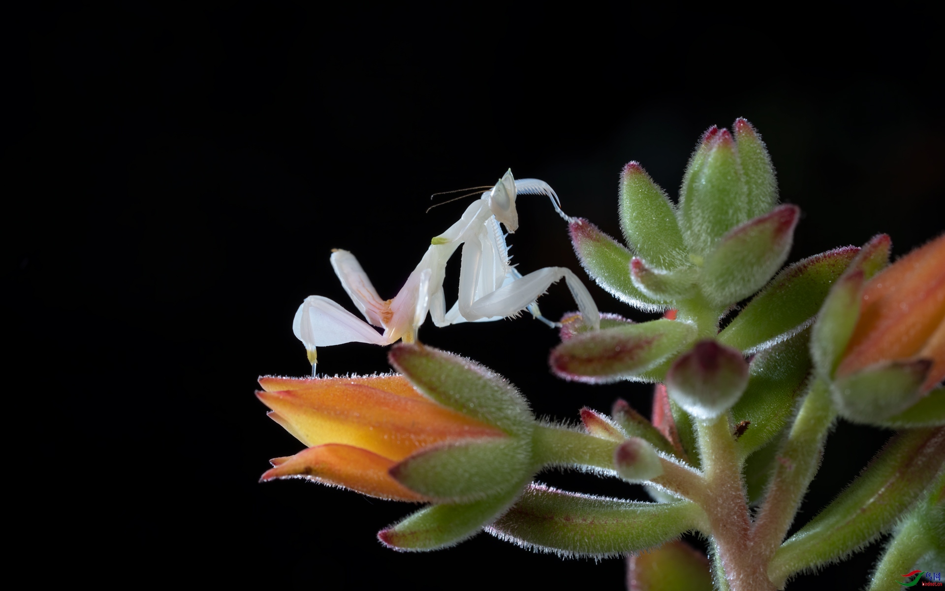 DSC07443-1.jpg