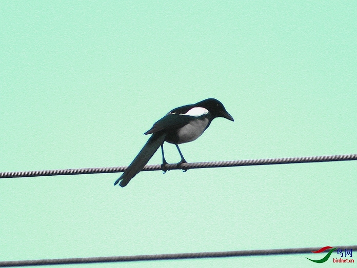 IMG_0005.jpg