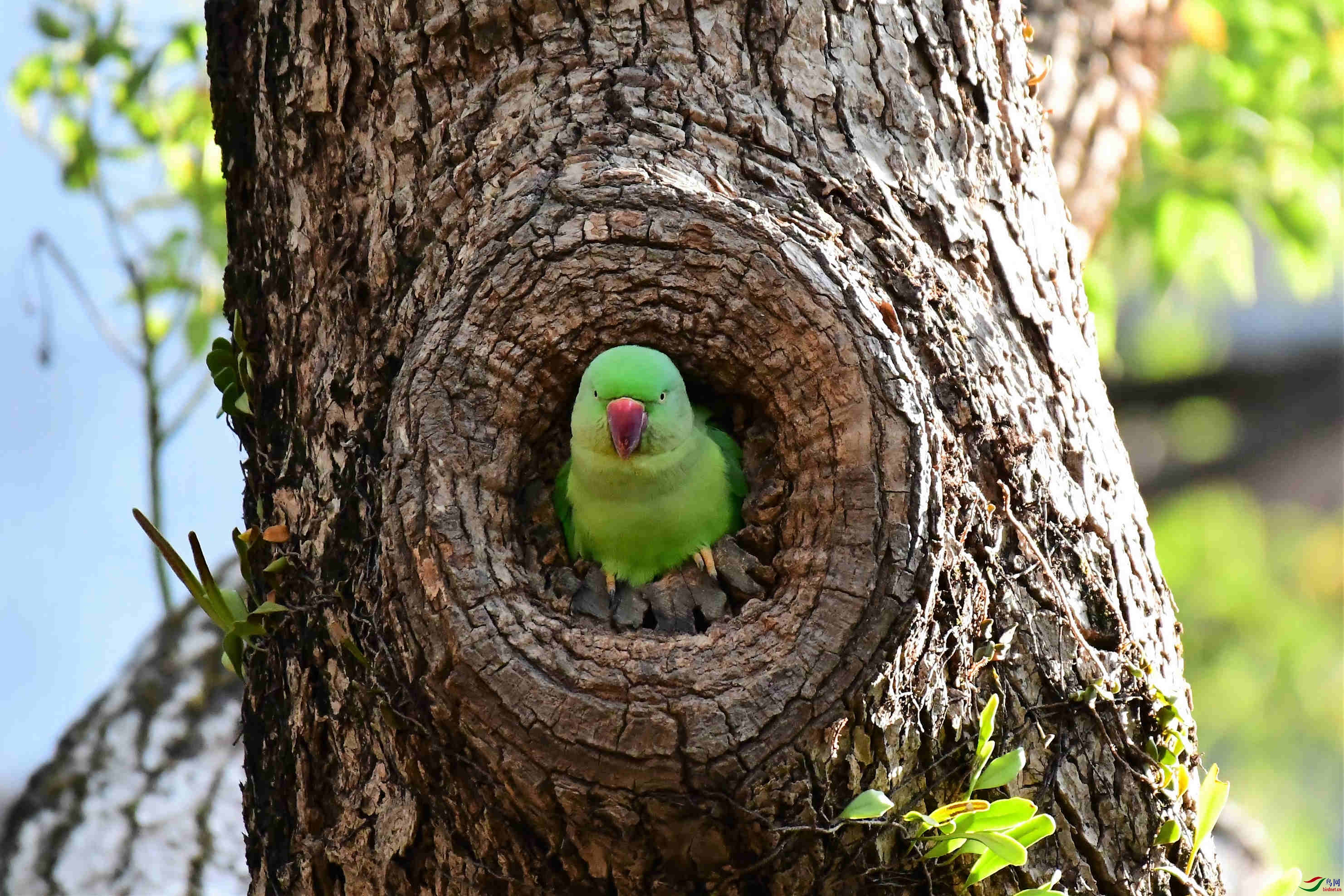 拍摄于香港九龙公园的红领绿鹦鹉