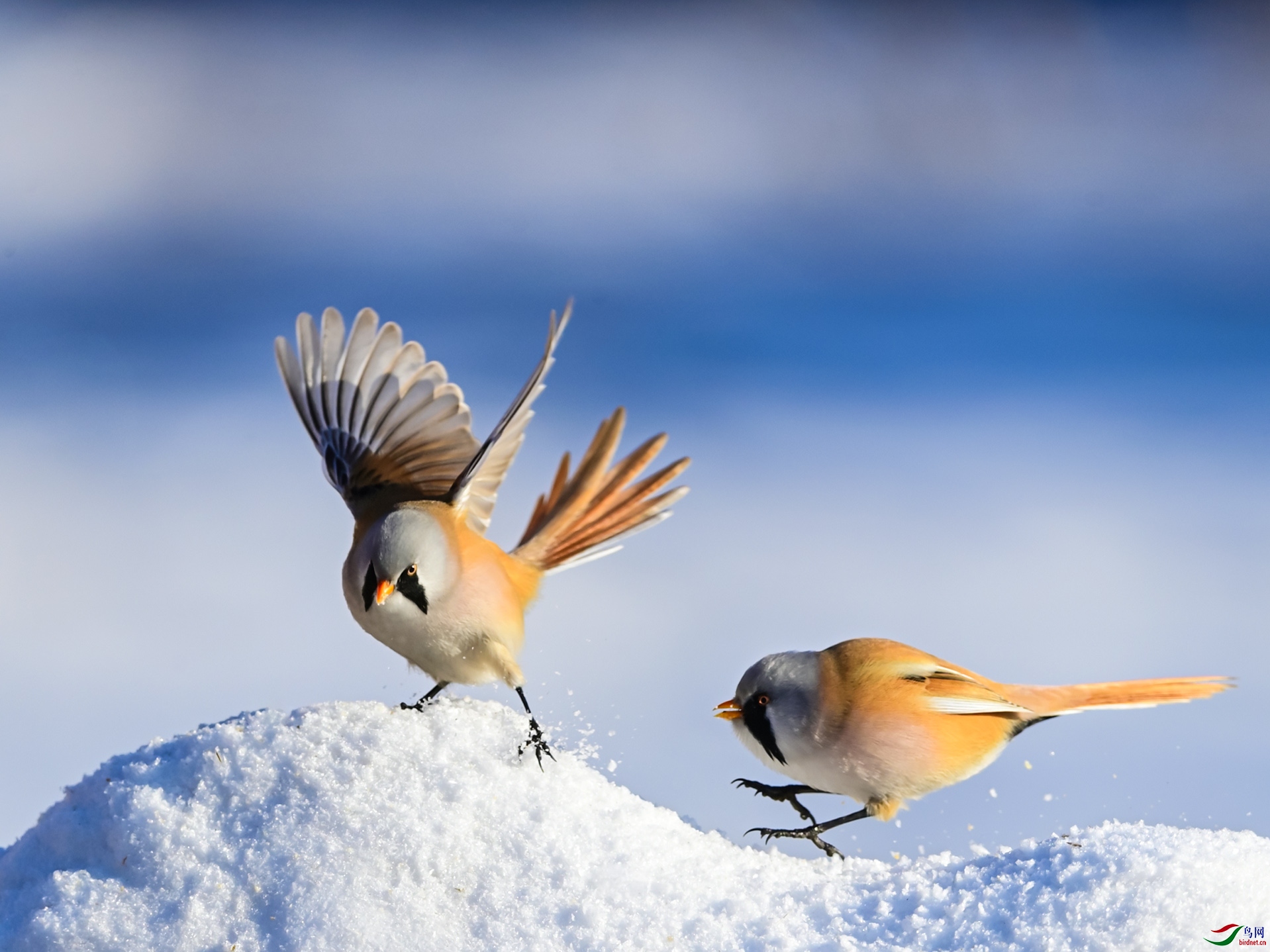 ����ʪ��ѩ������ȸ